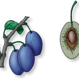 Longitudinal section of plum fruit