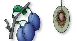 Longitudinal section of plum fruit