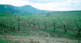 Spring in the apple orchard