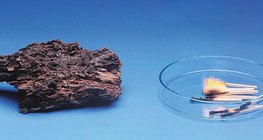 Wood rots slowly but burns faster