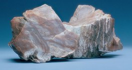 Wood opal
