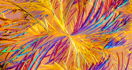 Aminophylline (medicine) crystals