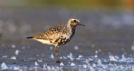 Grey plover