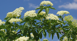 Flowers of the elderberry