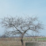 Ябълково дърво и неговата кора