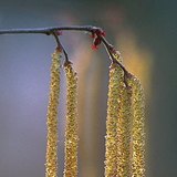 Мъжките цветове на лешника