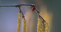 Hazelnut catkin with stamen