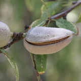 Almonds