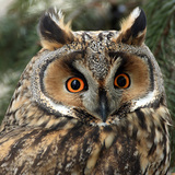 Long-eared owl
