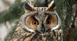 Long-eared owl