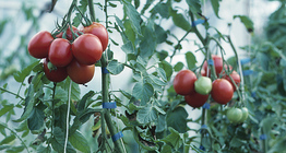 Tomato plant