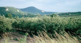 Apple orchard in the summer