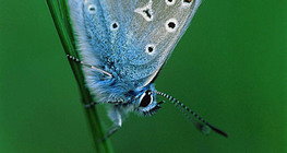 Common blue butterfly