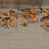 Eurasian Curlews