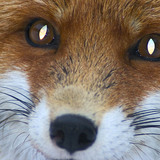 Fox portrait