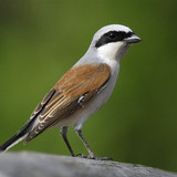 Red-backed shrike