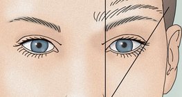 Eyebrows of various lengths