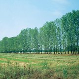 Tree row planted to stop quicksand