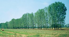 Tree row planted to stop quicksand