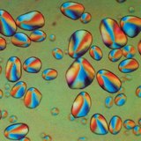 Microscopic image of potato starch (in polarised light)