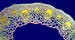 Leaf blade cross section