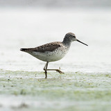 Marsh sandpiper