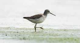 Marsh sandpiper