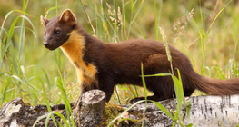 Beech marten