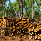 Wood production