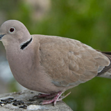 Dove