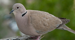 Dove