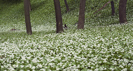 Wild garlic