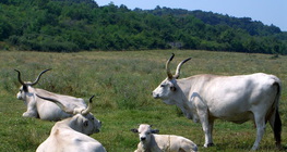 Hungarian grey cattle