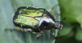 Flower chafer
