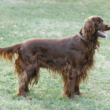 Irish Setter