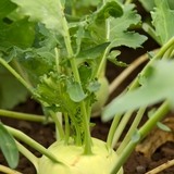 Kohlrabi