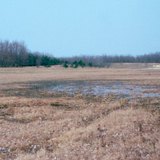 Дървета, посадени да спират ветровете и пясъка