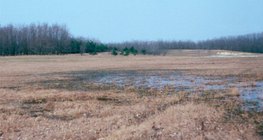 Trees planted to stop quicksand