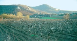 Winter in the apple orchard