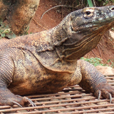 Komodo dragon