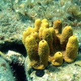 Sponge with calcium carbonate skeletons