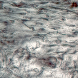 Loose connective tissue