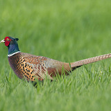 Common pheasant (male)