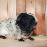 Guinea pig