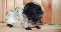 Guinea pig
