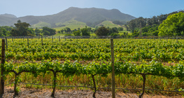 vineyard, South Africa