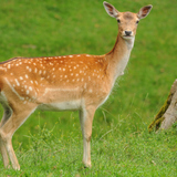 Fallow deer