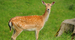 Fallow deer