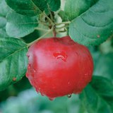 Плодът на ябълковото дърво