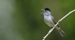 Blackcap